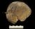 Valle del Tollense - Dettaglio cranio con punta di freccia ancora conficcata